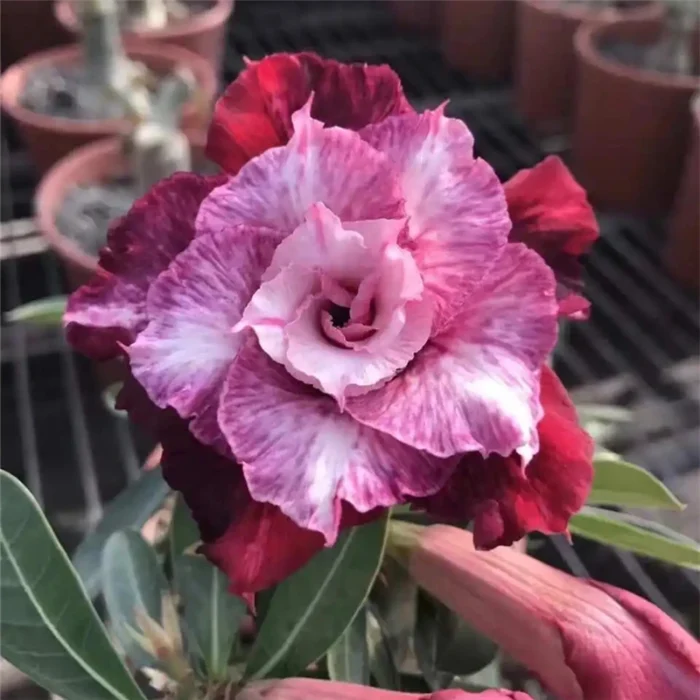 Home Garden Desert Rose Flowers Bonsai Plants New Year Home Sticker Succulent Decoration - Image 1