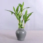 New 40cm rFtificial Lucky Bamboo Succulent Fake Plant Flower Green Potted Garden Outdoor Dining Table Fish Tank Home Decoration - Image 3