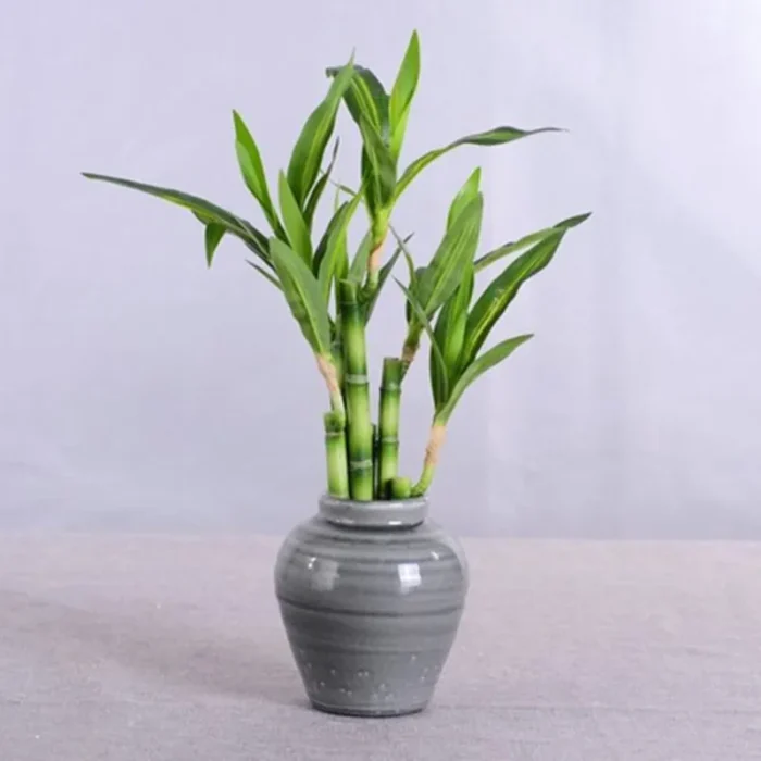 New 40cm rFtificial Lucky Bamboo Succulent Fake Plant Flower Green Potted Garden Outdoor Dining Table Fish Tank Home Decoration - Image 3